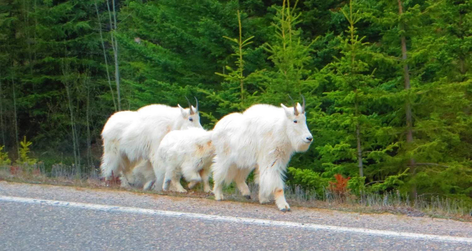 Explore Rockies Premium Tour from Vancouver for 5 days with Discover Canada Tours and discover unforgettable experiences - Photo 3