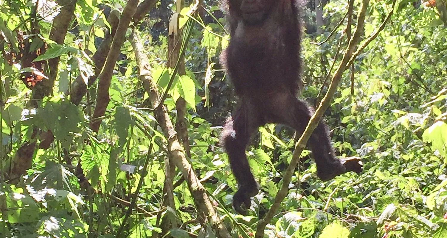Explore Uganda - Gorilla Conservation Adventure for 10 days with Discover Corps and discover unforgettable experiences - Photo 2