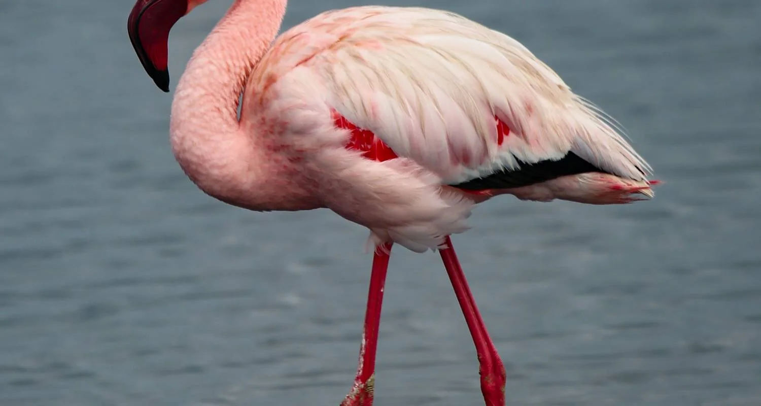 Explore 5-Days Sossusvlei, Swakopmund and Etosha NP Lodging for 5 days with Discovery Transfers and Tours and discover unforgettable experiences - Photo 2