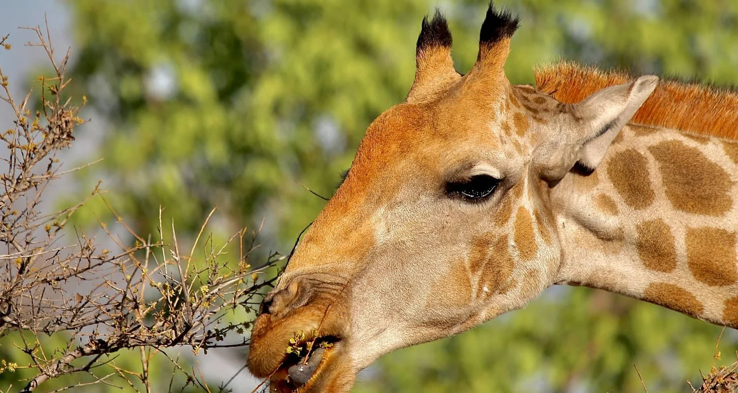 Explore 5 days Sossusvlei, Swakopmund and Etosha NP Camping for 5 days with Discovery Transfers and Tours and discover unforgettable experiences - Photo 2