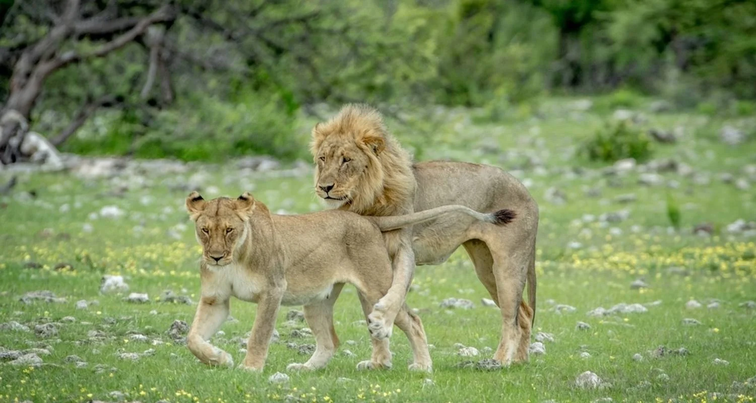 Explore 3 Days Etosha National Park (Lodging) for 3 days with Discovery Transfers and Tours and discover unforgettable experiences - Photo 2
