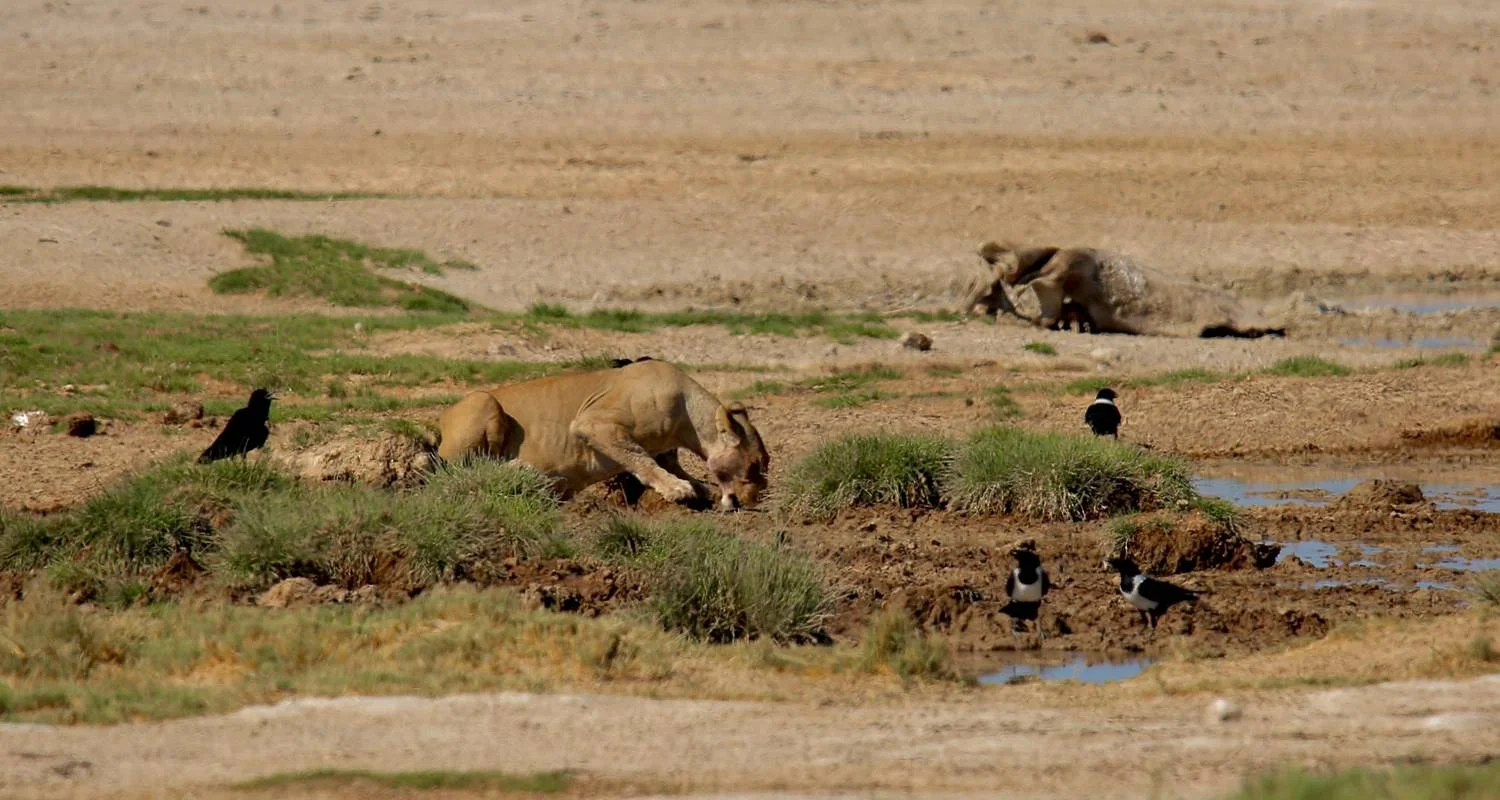 Explore 6 Days Sossusvlei, Swakopmund and Etosha National Park Lodging for 6 days with Discovery Transfers and Tours and discover unforgettable experiences - Photo 2