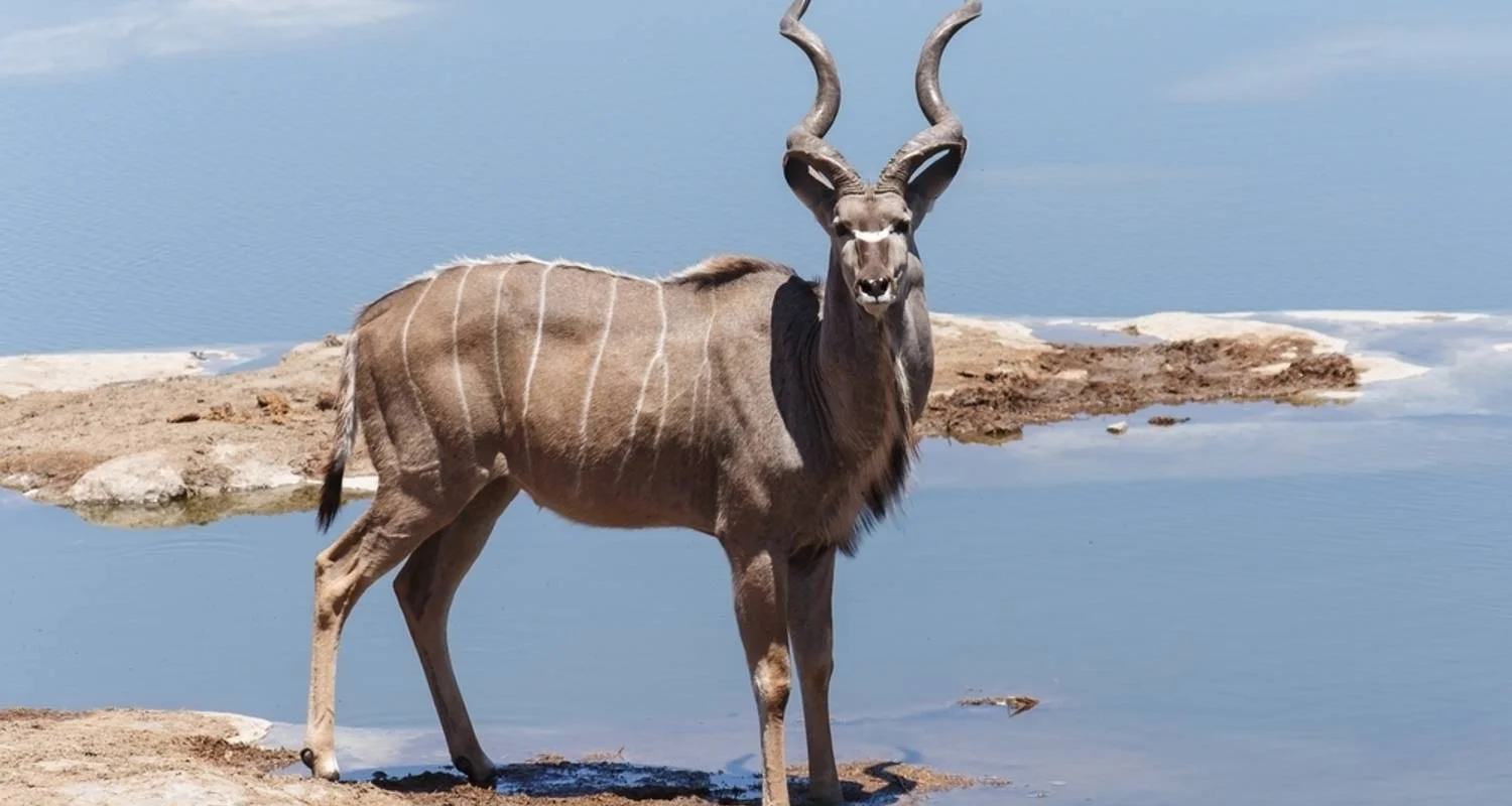 Explore Sossusvlei, Swakopmund & Etosha (Camping) - 7 Days for 7 days with Discovery Transfers and Tours and discover unforgettable experiences - Photo 2