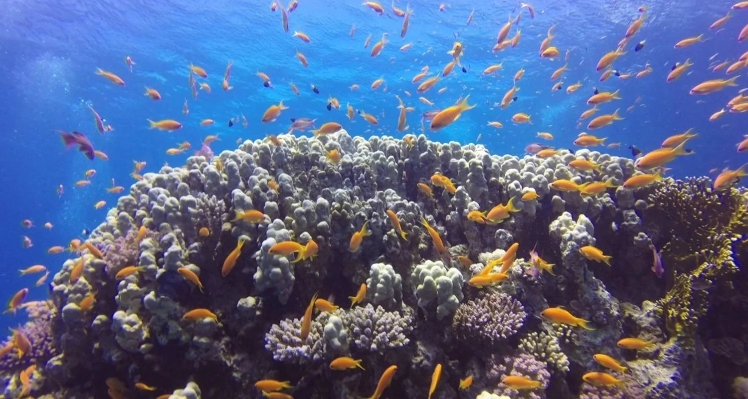Explore "Luxury & Love: 5-Night Honeymoon Dream in Red Sea Sharm El Sheikh/ Egypt " for 6 days with ETL Travel and discover unforgettable experiences - Photo 2