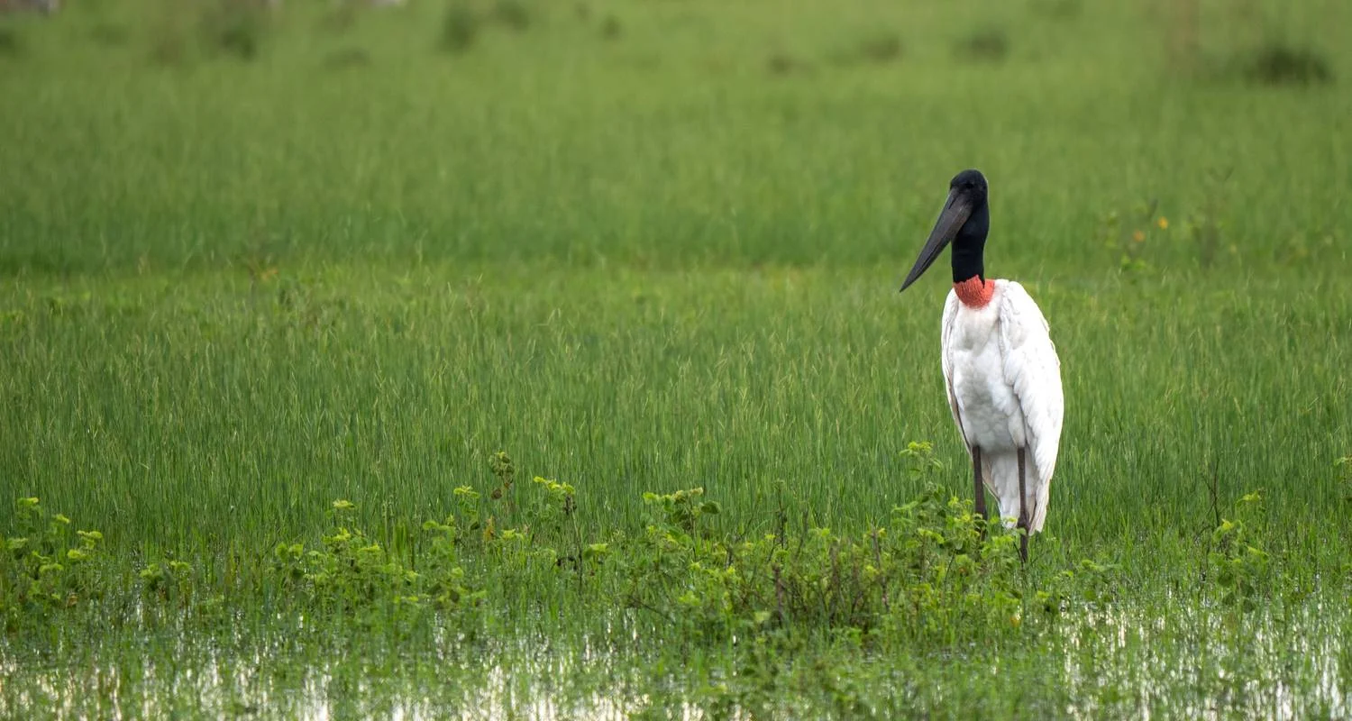 Explore Northern Pantanal Roundtrip for 8 days with ETours Brazil DMC and discover unforgettable experiences - Photo 2