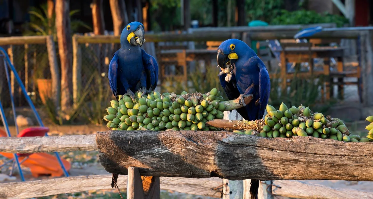 Explore Southern Pantanal & Bonito for 7 days with ETours Brazil DMC and discover unforgettable experiences - Photo 2