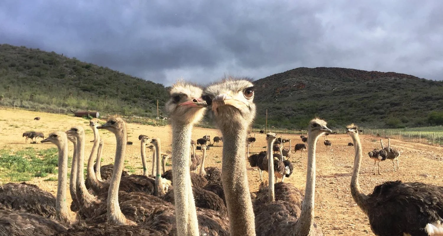 Explore 5-Day Group Garden Route & Addo Adventure Tour (one-way) for 5 days with Earthstompers Adventures and discover unforgettable experiences - Photo 2