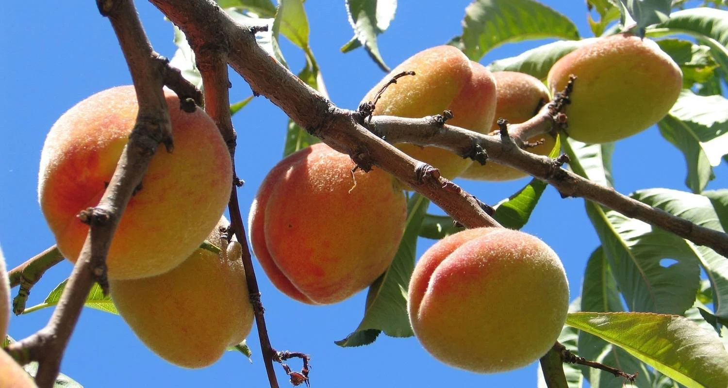 Explore Uzbekistan Tour for 10 days with East Site Inc and discover unforgettable experiences - Photo 2