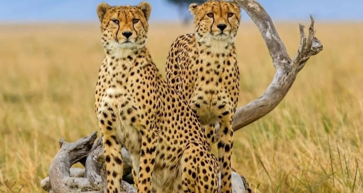 Explore 1-Day Nyerere National Park for 1 days with Eatl Tour and Safari Group  and discover unforgettable experiences - Photo 2