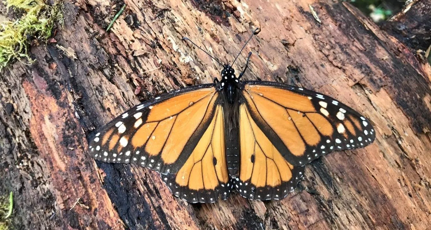 Explore Monarch Butterfly Tour in Mexico for 7 days with Eco Travel Mexico and discover unforgettable experiences - Photo 2