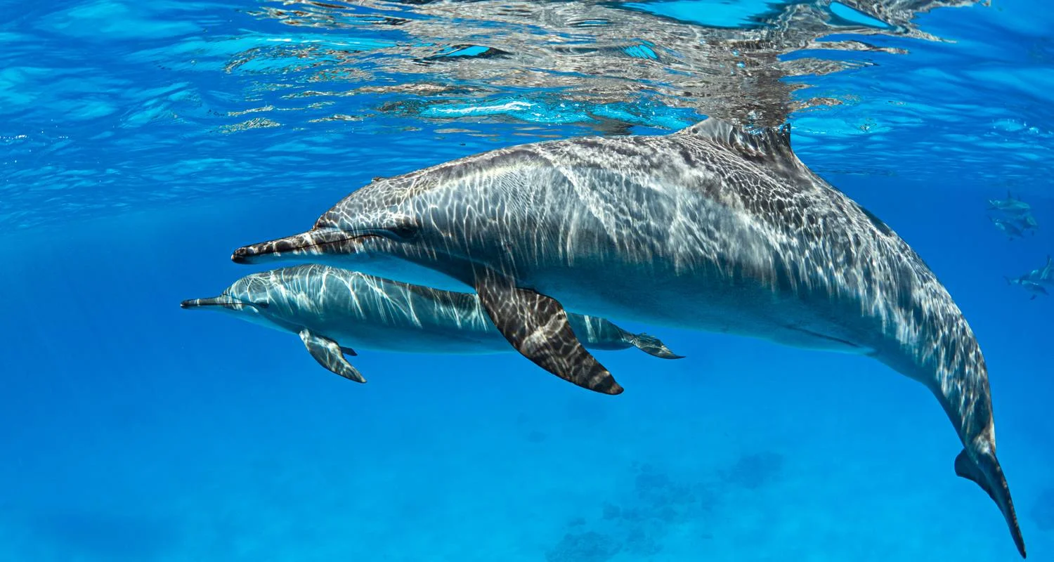 Explore Marsa Alam: Sataya Reefs Dolphin Snorkel Cruise for 1 days with Egypt Tour Pro  and discover unforgettable experiences - Photo 2