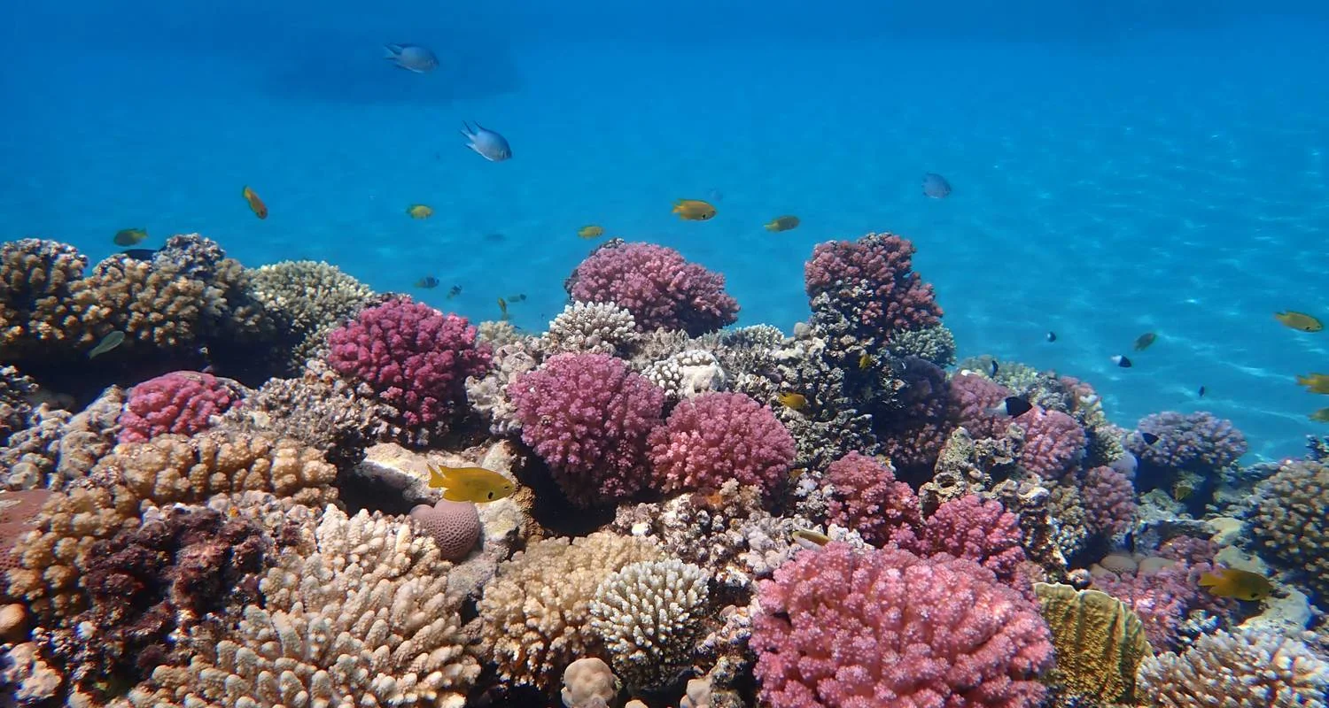 Explore Hurghada: Dolphin Watching Boat Tour with Snorkeling & Lunch for 1 days with Egypt Tour Pro  and discover unforgettable experiences - Photo 4