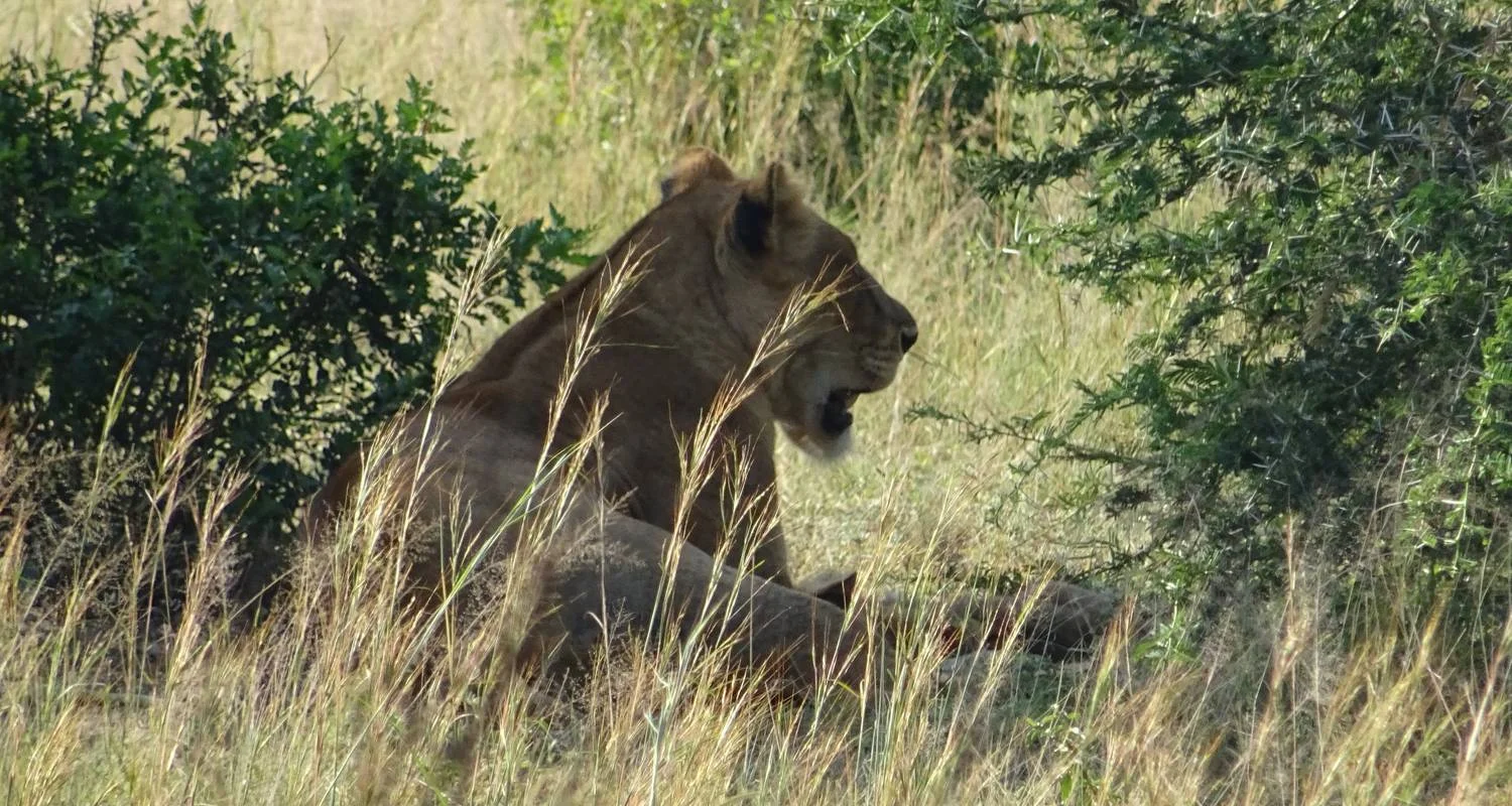 Explore 11 Days Uganda Plus Gorillas for 11 days with Enchanted Uganda Safaris Ltd  and discover unforgettable experiences - Photo 2