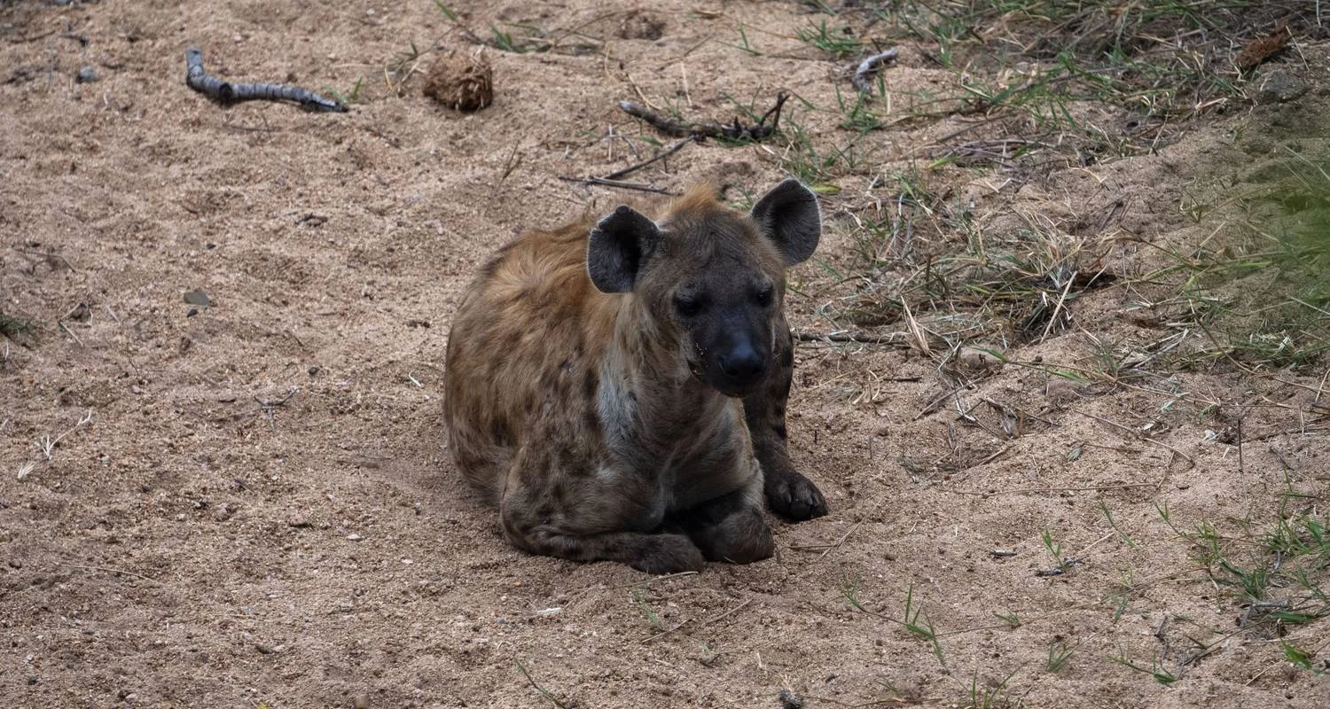 Explore 9 Day Incredible South African Safari and Drakensberg Adventure for 9 days with Endless Summer Tours and discover unforgettable experiences - Photo 2