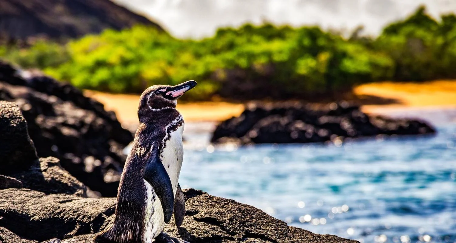 Explore Best of the Galapagos for 7 days with Encounters Travel and discover unforgettable experiences - Photo 2