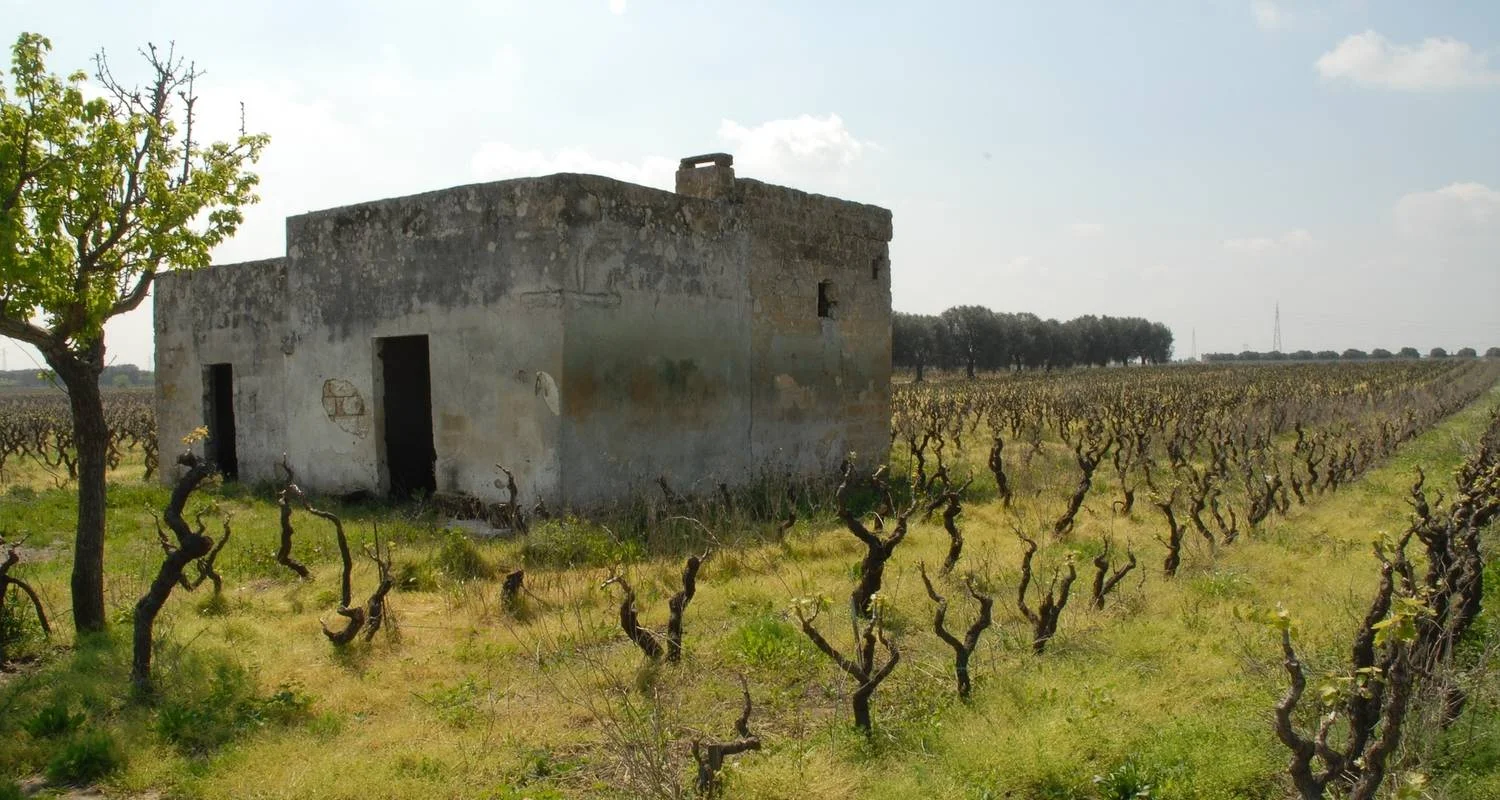 Explore Puglia Private Experience (including Matera): Great landscapes and rural heritage for 7 days with Europeando Europa and discover unforgettable experiences - Photo 2