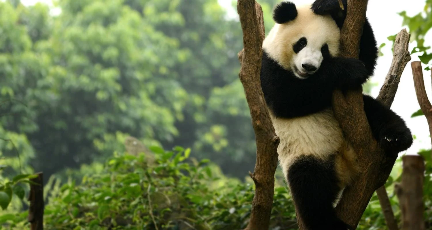 Explore Nature and Tradition of China and Yunnan for 14 days with Europamundo and discover unforgettable experiences - Photo 2