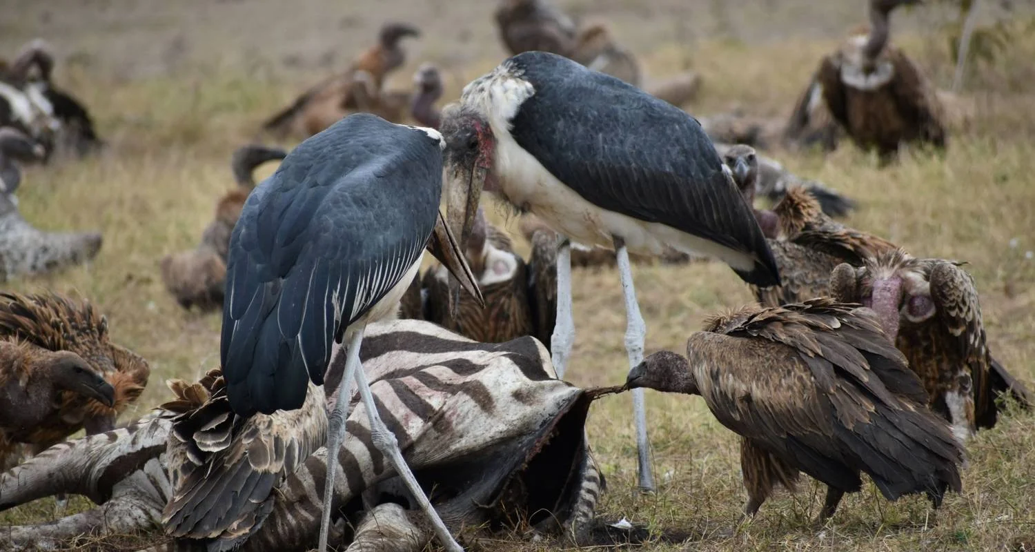 Explore 8 Days Kenya  LUXURY  Family Safari & Beach Holiday Tour for 8 days with Exciting Africa Holidays and discover unforgettable experiences - Photo 2