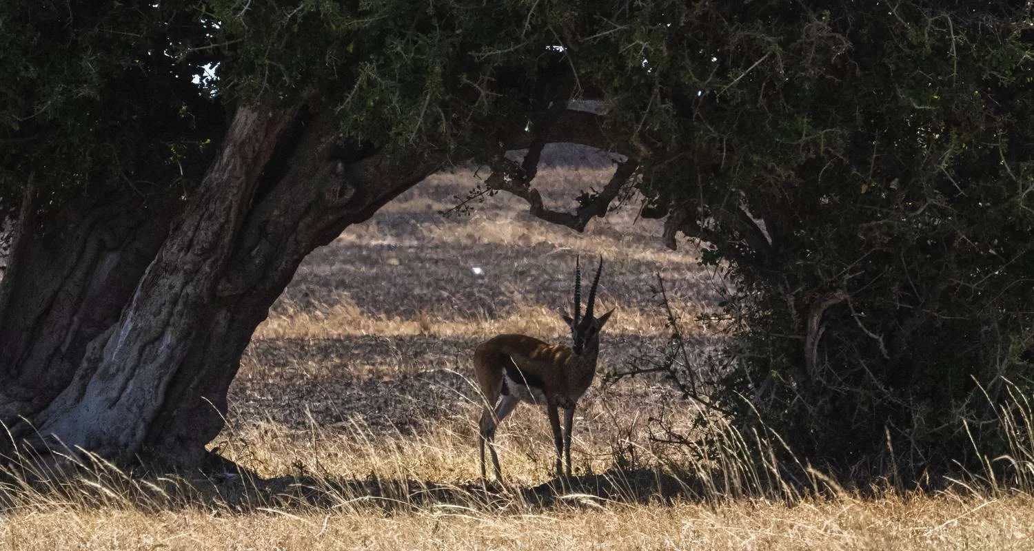 Explore 7 Days Kenya Budget Standard Camps & Lodge Safari for 7 days with Exciting Africa Holidays and discover unforgettable experiences - Photo 4