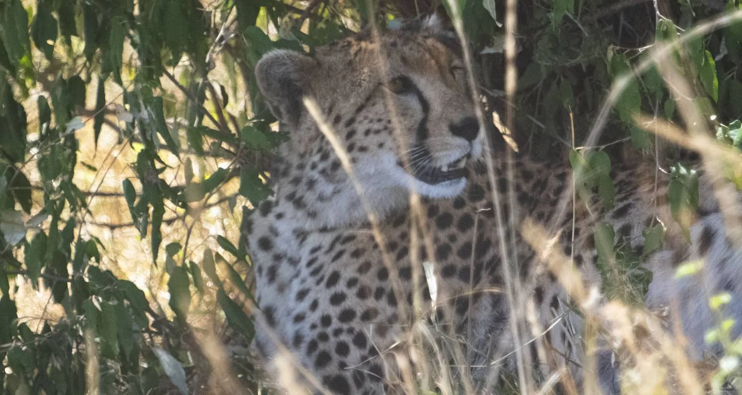 Explore 03 Days  Kenya  Migration Lodge  Tour for 3 days with Exciting Africa Holidays and discover unforgettable experiences - Photo 2