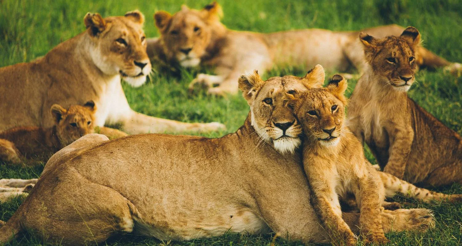 Explore 7 Days Taylor -Made Kenya Luxury  Safari for 7 days with Exciting Africa Holidays and discover unforgettable experiences - Photo 2