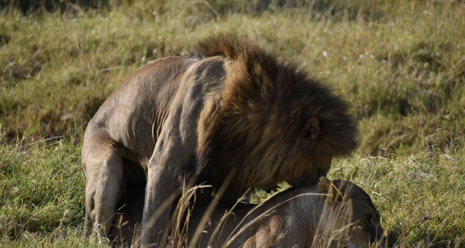Explore 8 Days Kenya  Lodge Safari  To Samburu - Aberdare - Nakuru and Masai Mara for 8 days with Exciting Africa Holidays and discover unforgettable experiences - Photo 2
