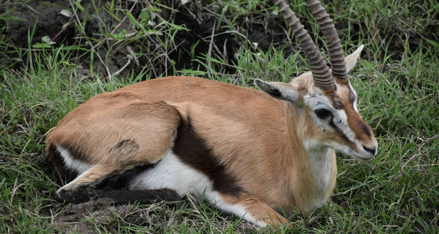 Explore 12 Day  Kenya and Tanzania Private  Glamping  Safari for 12 days with Exciting Africa Holidays and discover unforgettable experiences - Photo 2