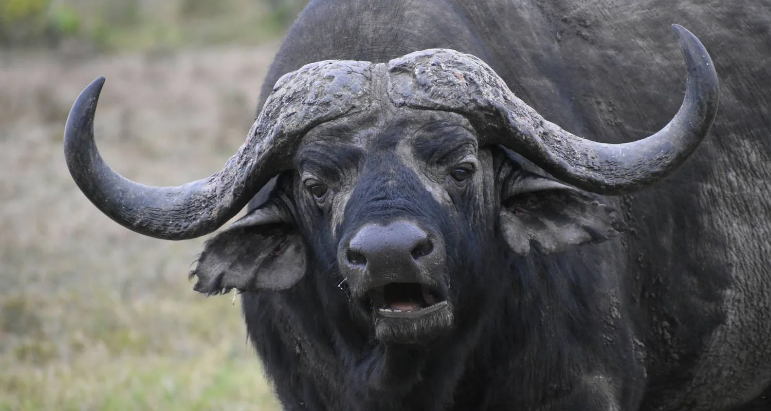 Explore 03 Days Kenya Lodge Safari to  Samburu National Reserve for 3 days with Exciting Africa Holidays and discover unforgettable experiences - Photo 2