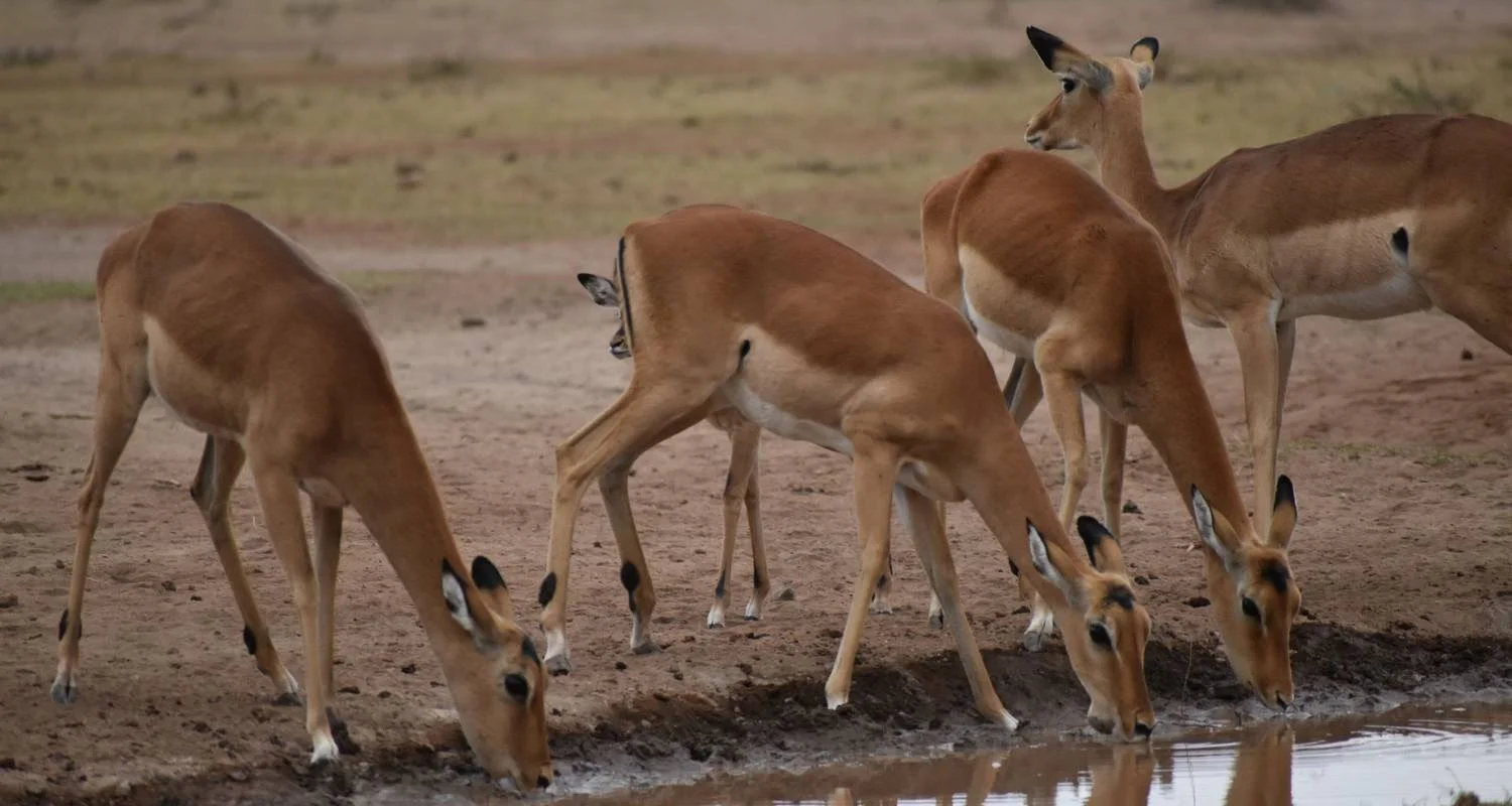 Explore 10 Days   Kenya  Migration Lodge Safari for 10 days with Exciting Africa Holidays and discover unforgettable experiences - Photo 3