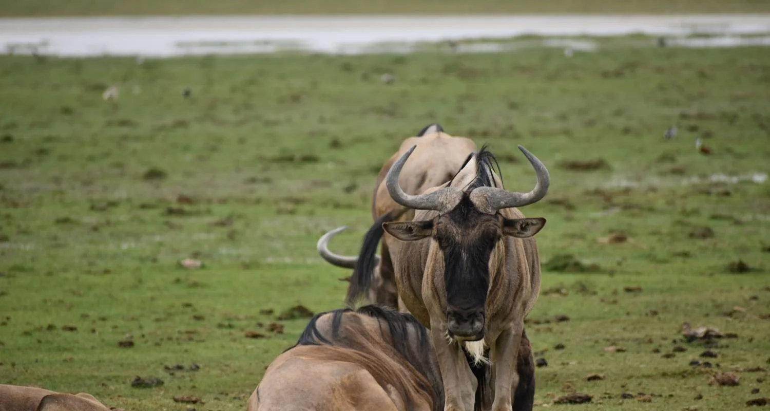 Explore 11 Days Top  Kenya & Tanzania  Luxury  Safari for 11 days with Exciting Africa Holidays and discover unforgettable experiences - Photo 2