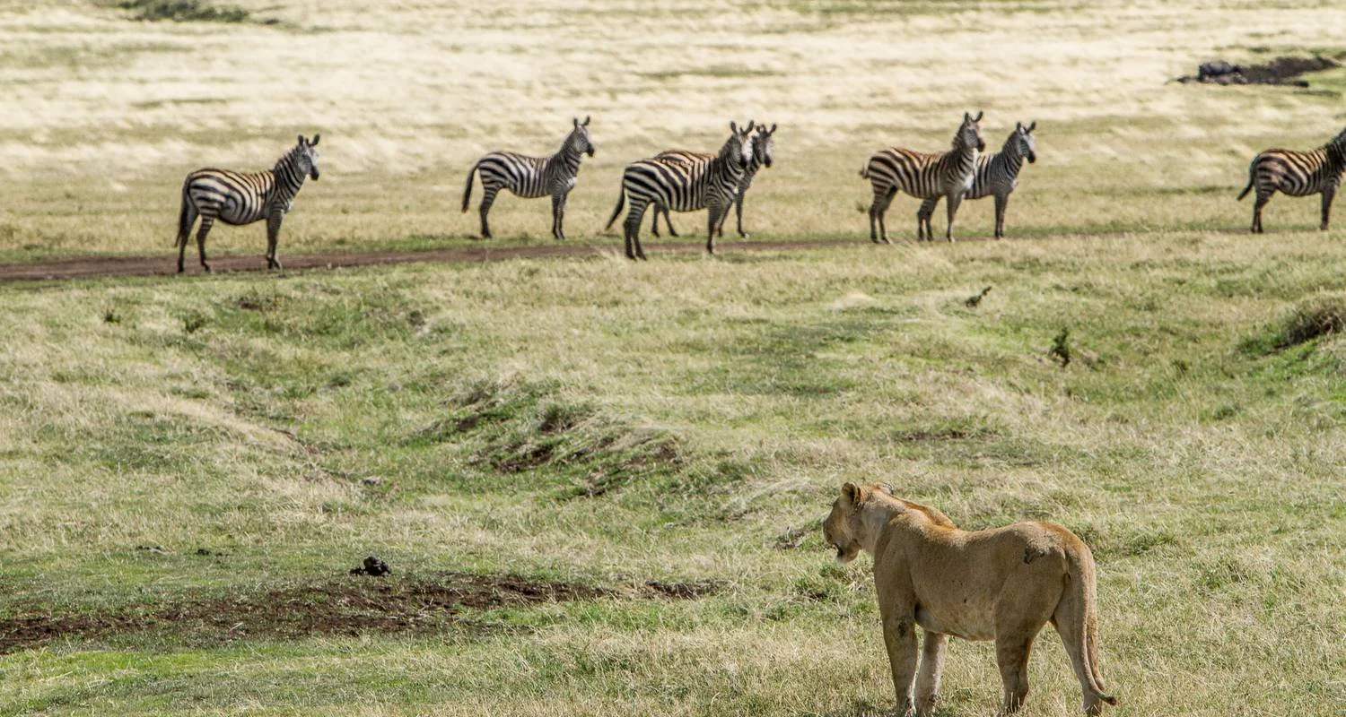 Explore Essence of Tanzania – 4-Day Luxury Safari Escape for 4 days with Exodus African Safari and discover unforgettable experiences - Photo 2