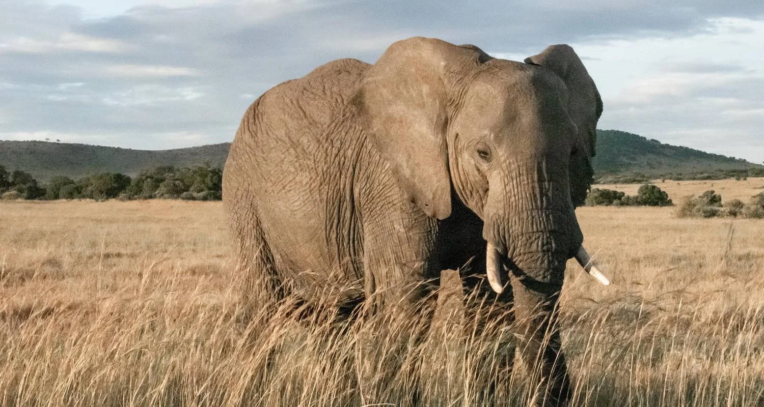 Explore 4 Days Tanzania Private Camping Safari for 4 days with Exodus African Safari and discover unforgettable experiences - Photo 2