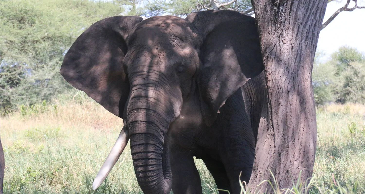 Explore 6 Days - Highlights of Tanzania Safari Adventure for 6 days with Exodus African Safari and discover unforgettable experiences - Photo 2