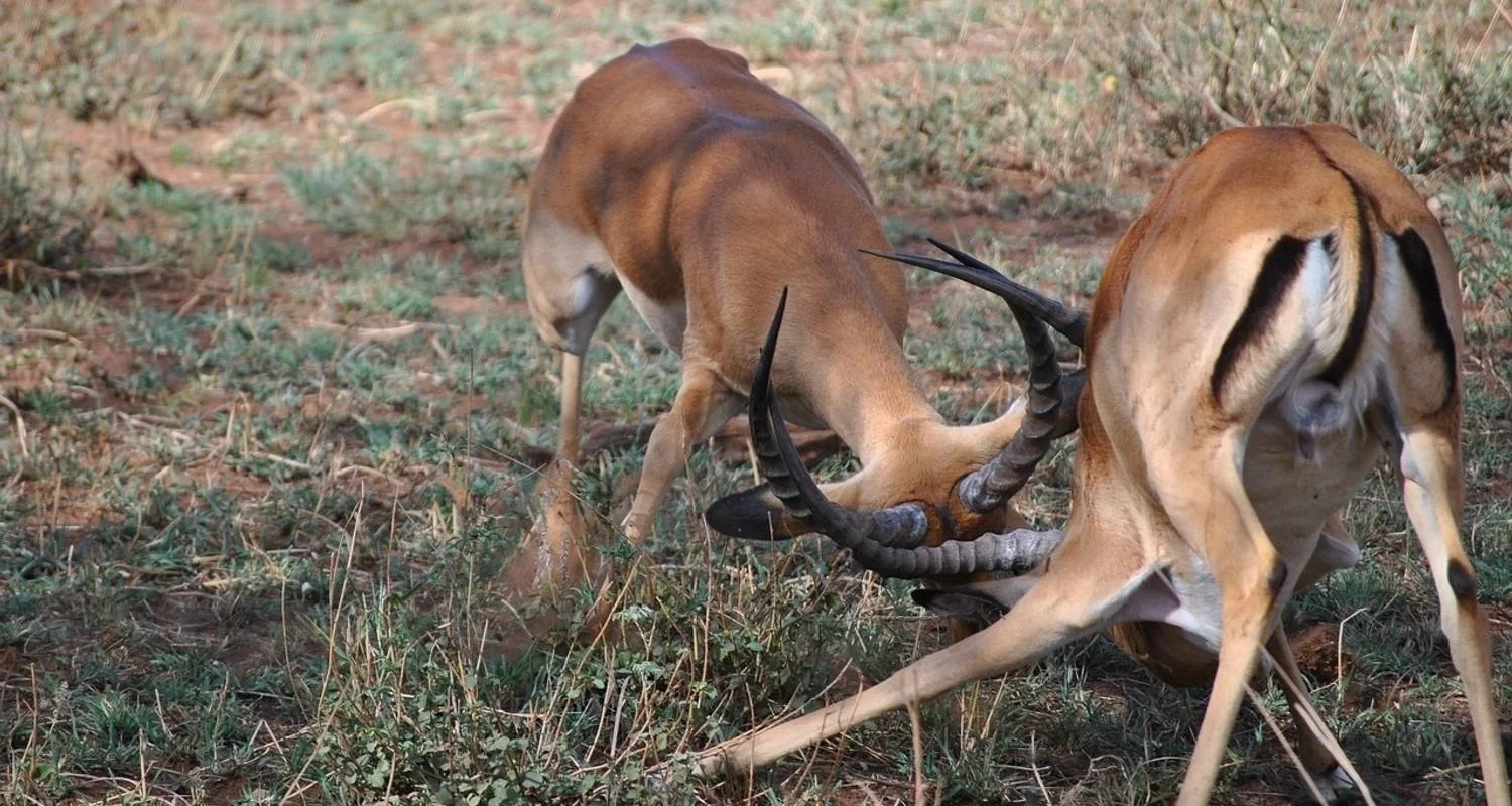 Explore 6 Day Great Migration Safari Serengeti/Ndutu Area for 6 days with Exodus African Safari and discover unforgettable experiences - Photo 2
