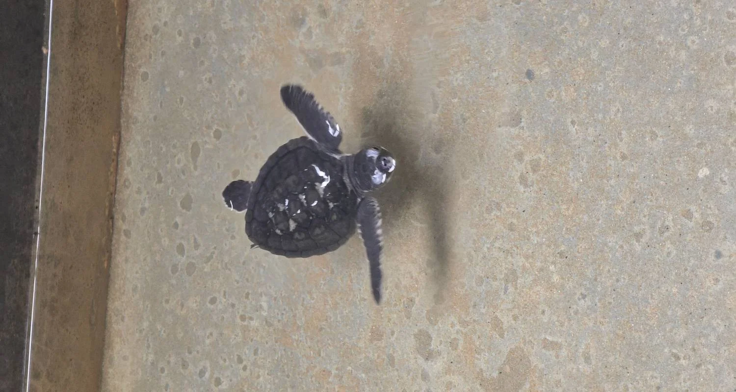 Explore Sri Lanka in a Snapshot for 7 days with Exotic Perla and discover unforgettable experiences - Photo 2