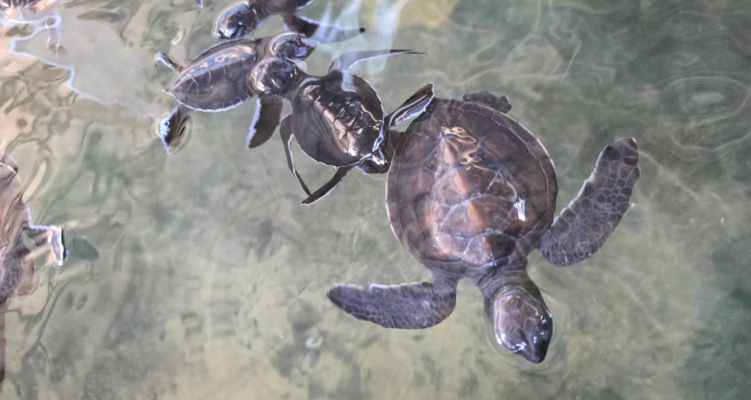 Explore Majestic Encounters in Sri Lanka for 9 days with Exotic Perla and discover unforgettable experiences - Photo 2