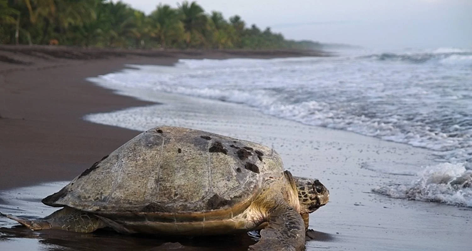 Explore Discover Costa Rica for 15 days with Exodus Adventure Travels and discover unforgettable experiences - Photo 2