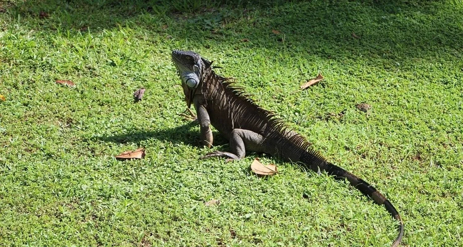 Explore Costa Rica Family Escape for 8 days with Exodus Adventure Travels and discover unforgettable experiences - Photo 2