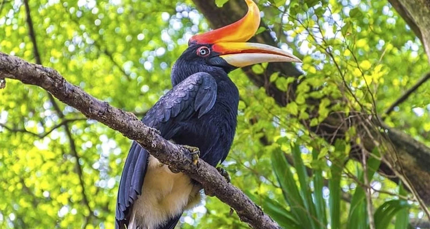 Explore Borneo Wildlife Discoverer for 15 days with Exodus Adventure Travels and discover unforgettable experiences - Photo 2