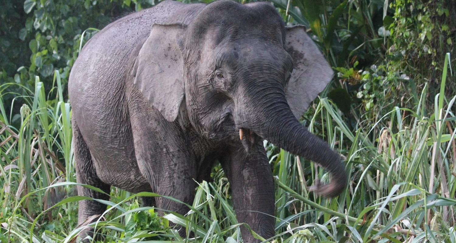 Explore Borneo Family Wildlife Adventure for 12 days with Exodus Adventure Travels and discover unforgettable experiences - Photo 2