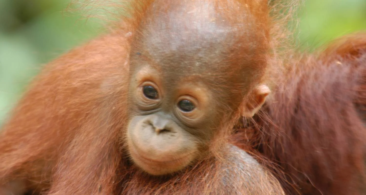 Explore Primates & Dragons of Indonesia for 14 days with Exodus Adventure Travels and discover unforgettable experiences - Photo 2