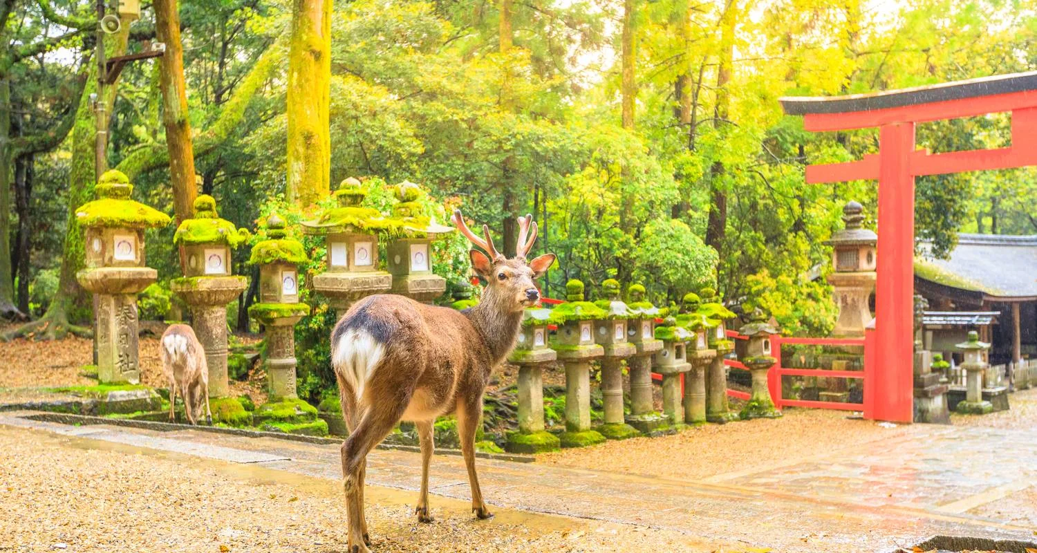 Explore Walk the Nakasendo Trail for 11 days with Exodus Adventure Travels and discover unforgettable experiences - Photo 2