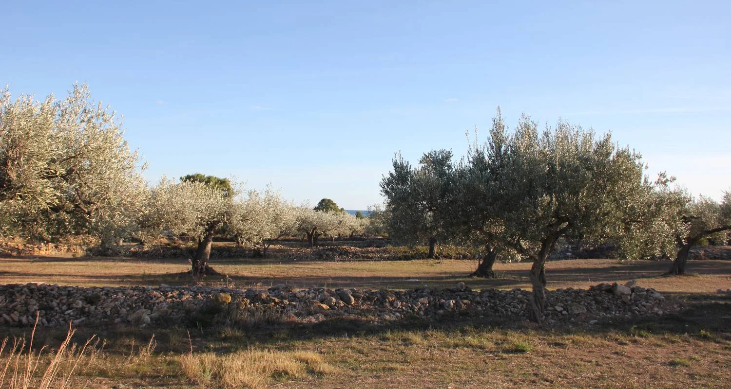 Explore Cycling the Mediterranean Coast in Spain for 8 days with Exodus Adventure Travels and discover unforgettable experiences - Photo 2