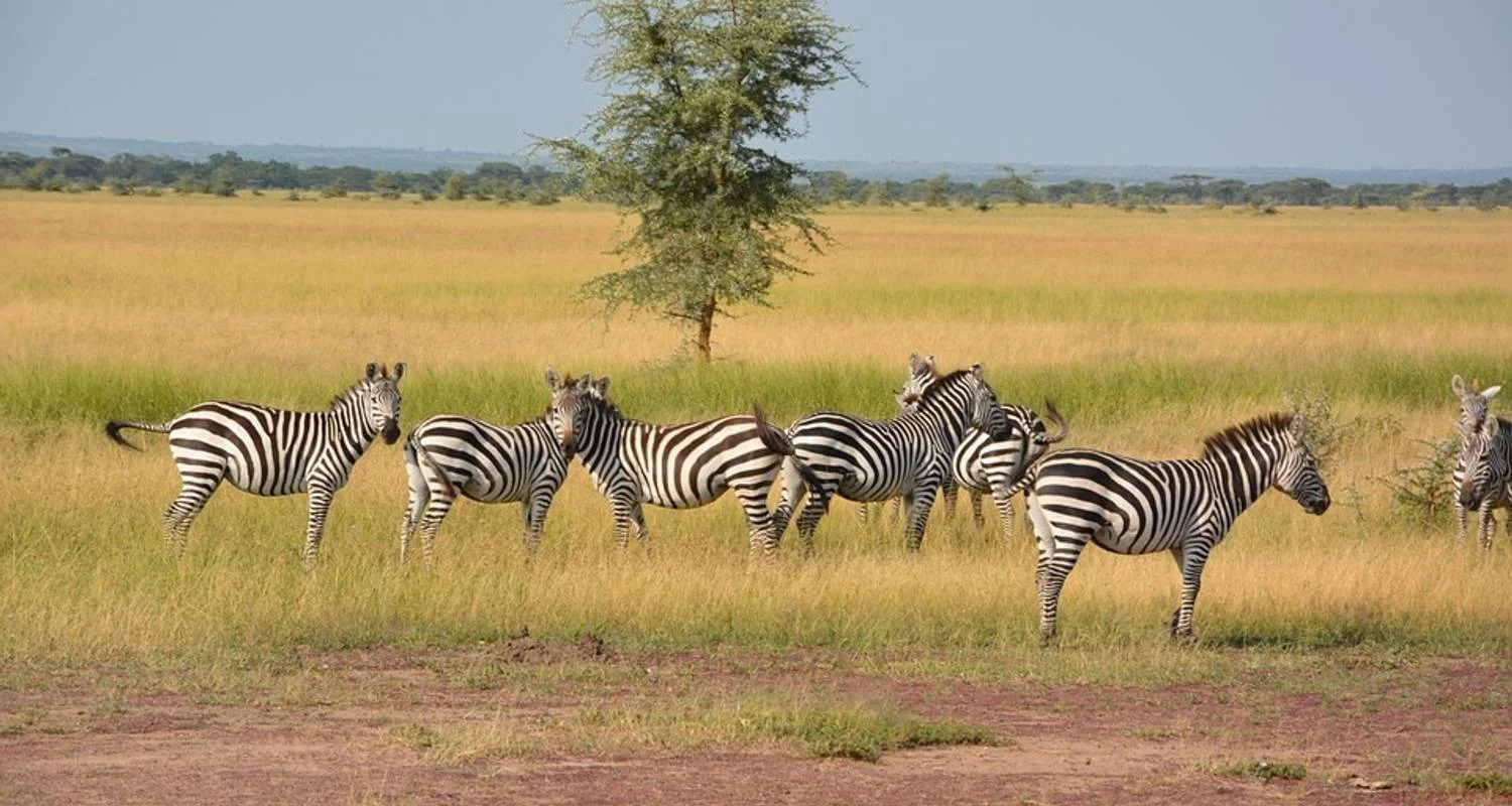 Explore Group Joining 4-Day | 3-Nights in Tanzania for 4 days with Expeditions Gateways and discover unforgettable experiences - Photo 2