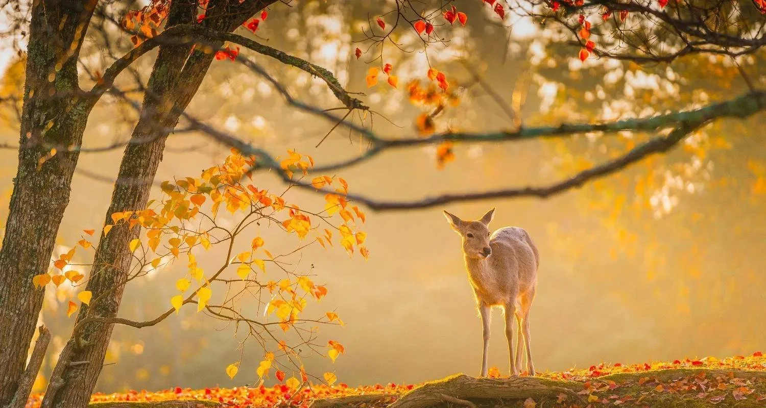 Explore Japan Cultural  Highlights for 15 days with Expeditions Gateways and discover unforgettable experiences - Photo 2