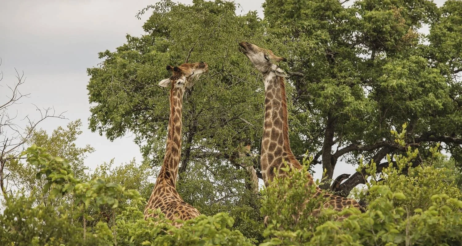 Explore Kruger Safari And The Panorama Route for 6 days with Expat Explore Travel and discover unforgettable experiences - Photo 2