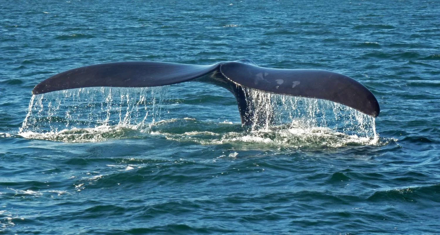 Explore Explore the Garden Route - 4 Days for 4 days with Explore South Africa and discover unforgettable experiences - Photo 2