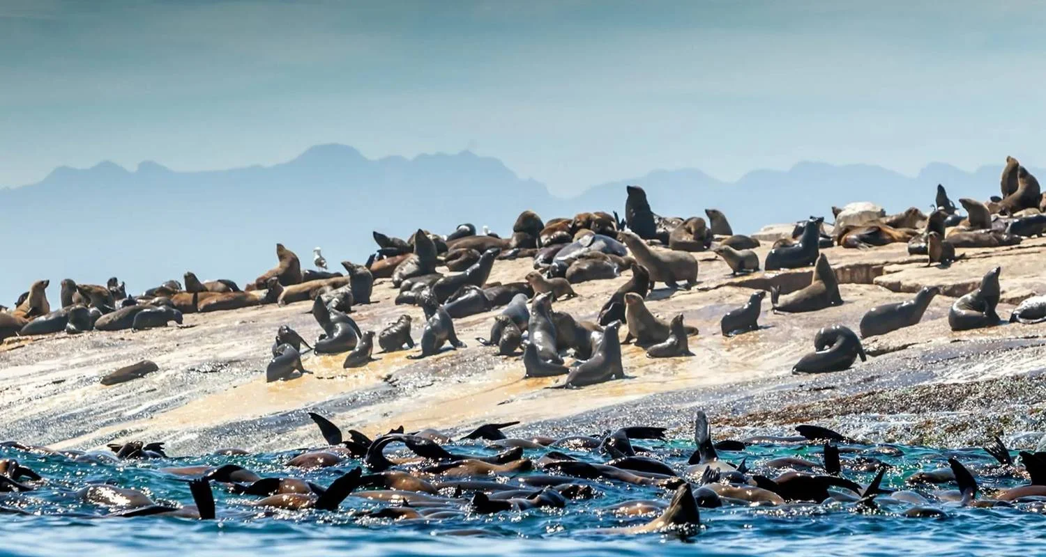 Explore Explore the Garden Route from Cape Town - 4 Days for 4 days with Explore South Africa and discover unforgettable experiences - Photo 2