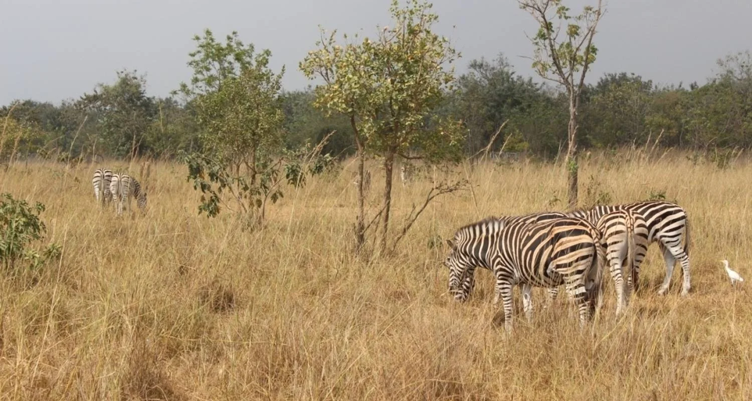 Explore Volta to Nzulezu Tour in Ghana for 9 days with Eyali Tours and discover unforgettable experiences - Photo 2