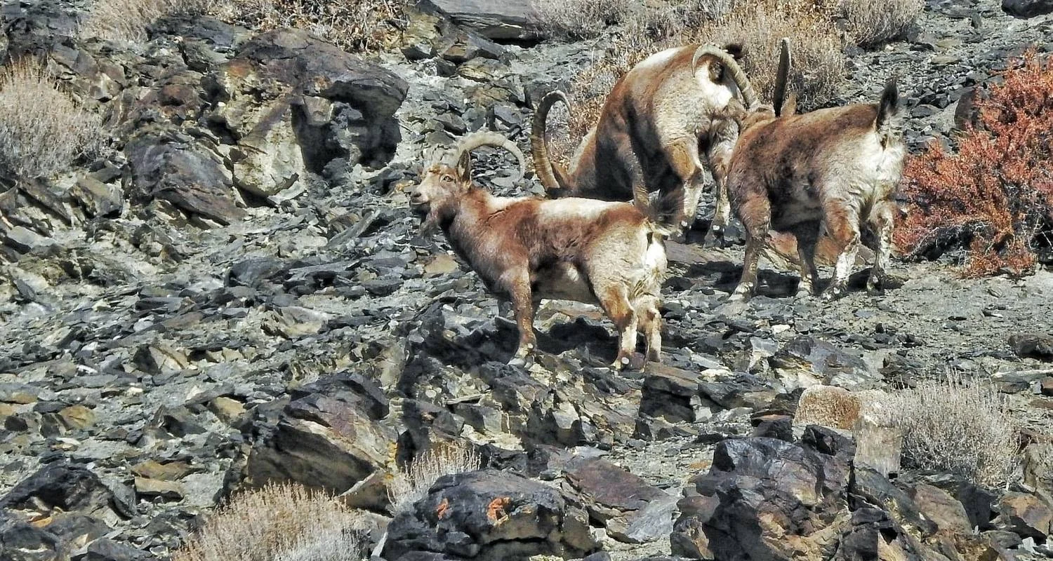 Explore Himalayan Ibex Trophy Hunting Hunza- Northern Pakistan for 9 days with Exploria and discover unforgettable experiences - Photo 2